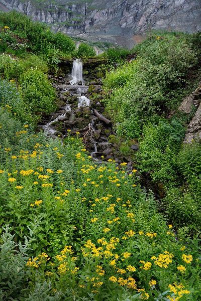 Jaynes Gallery 아티스트의 USA-Colorado-Uncompahgre National Forest Mountain landscape with waterfall and wildflowers작품입니다.